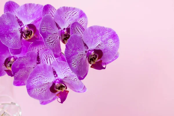Beautiful Orchids Vase Pink Background Phalaenopsis Close Banner Panorama Space — Stock Photo, Image