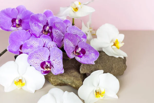 Gentle Background Presentation Cosmetic Products Stones Orchid Flowers Stylish Appearance — Stock Photo, Image