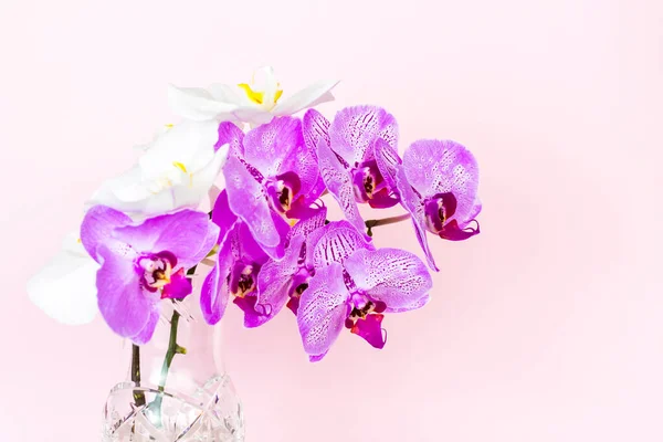 Beautiful Orchids Vase Pink Background Phalaenopsis Close Banner Panorama Space — Stock Photo, Image