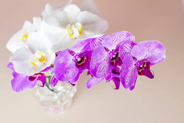 Hermosas Orquídeas Jarrón Sobre Fondo Rosa Phalaenopsis Primer Plano Banner — Foto de Stock