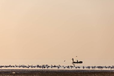 Teknedeki balıkçıların silueti. Gün batımında balıkçılar kuşların arka planına karşı. Martılar gölün kıyısında otururlar..