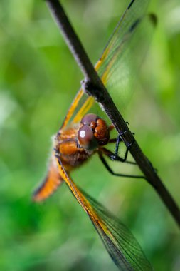 Bulanık arkaplanda yusufçuğun yakın makro görüntüsü 