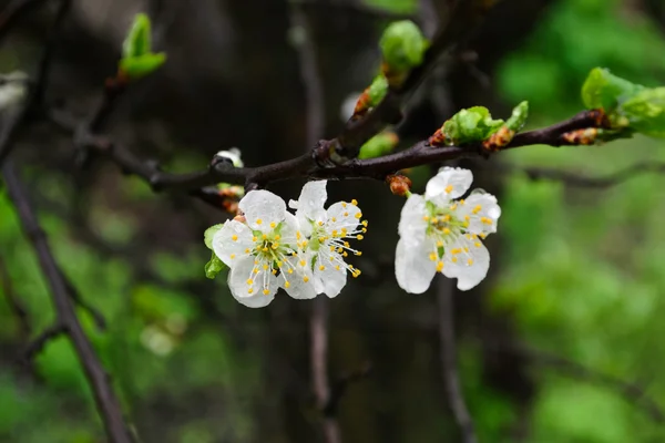 Fiore di ciliegio — Foto Stock