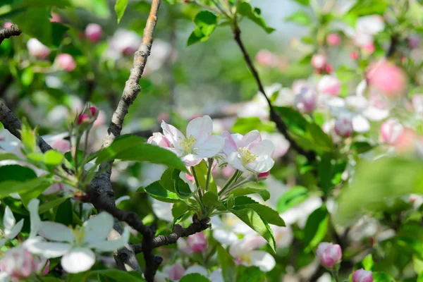 Цветение яблони — стоковое фото