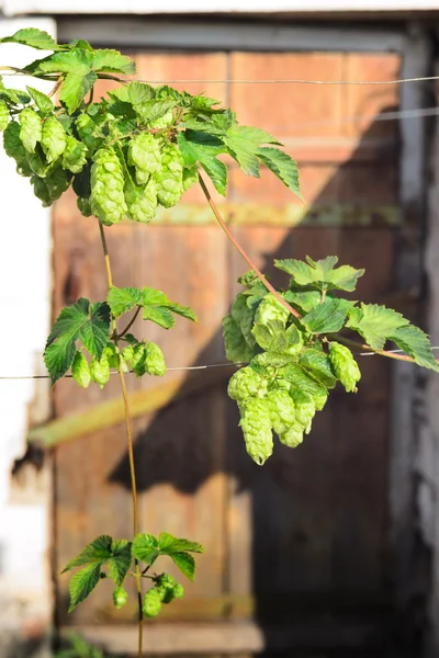 Hop cones — Stock Photo, Image