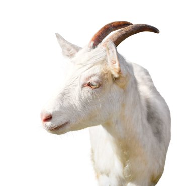 Bir keçiye yakın çekim 