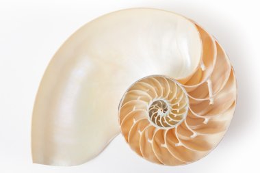 Nautilus kabuğu bölümünde, beyaz mükemmel Fibonacci desen