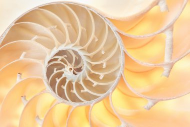 Nautilus shell, golden section background