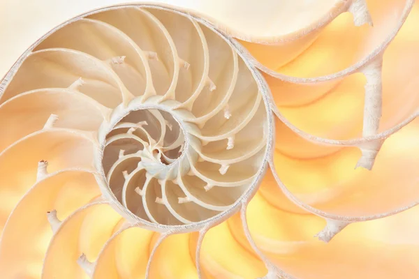 Nautilus shell, golden section background