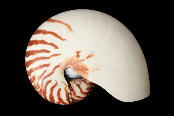 Nautilus coajă pe fundal negru, cale de tăiere — Fotografie, imagine de stoc