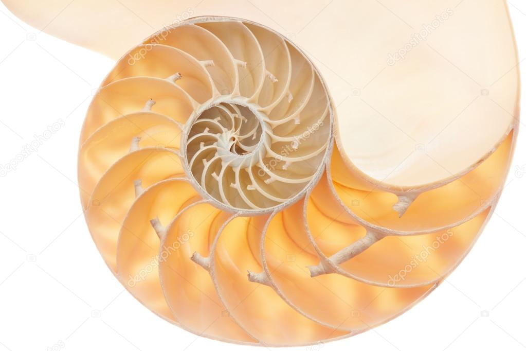 Nautilus shell section, perfect Fibonacci pattern on white