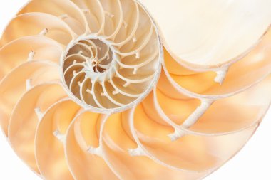Nautilus kabuğu altın bölüm desen arka plan