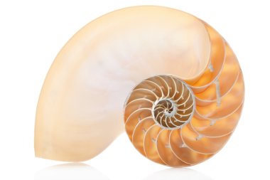 Nautilus kabuğu bölümünde, beyaz mükemmel Fibonacci desen