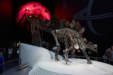 Stegosaurus, dinosaur skeleton in Natural History Museum, London clipart