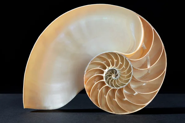 Coajă Nautilus, model perfect Fibonacci pe negru — Fotografie, imagine de stoc