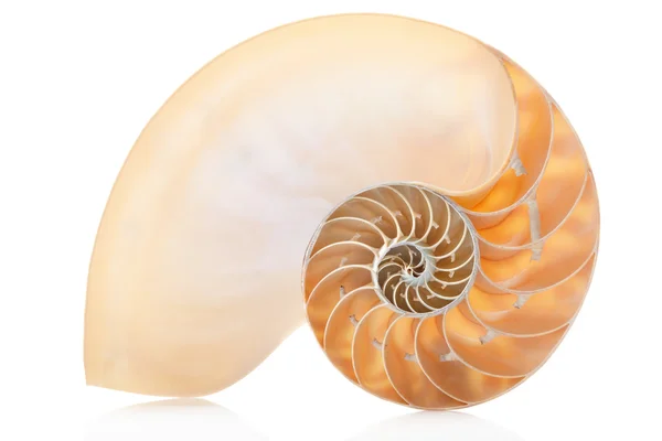 Nautilus-Muschelteil, perfektes Fibonacci-Muster auf weiß — Stockfoto