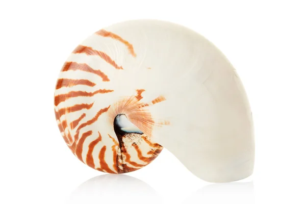 Nautilus coquille isolée sur blanc, chemin de coupe — Photo