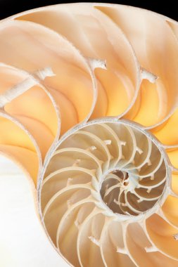 Nautilus kabuğu bölümünde ayrıntılı arka plan