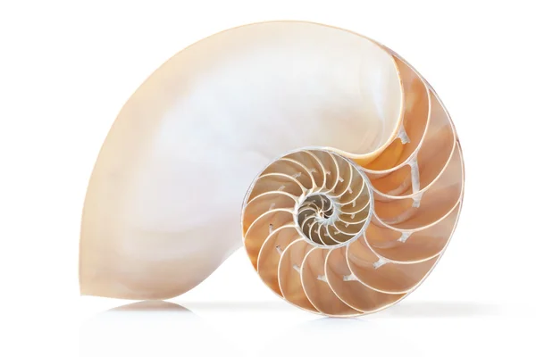 ส่วนเปลือก Nautilus บนสีขาว รวมเส้นทางการตัดด้วย — ภาพถ่ายสต็อก