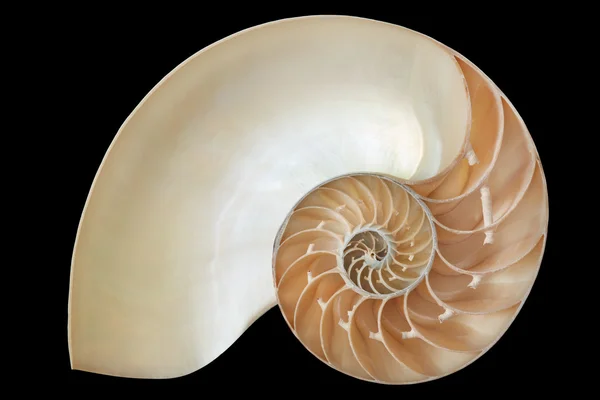 Nautilus kabuğu, siyah, kırpma yolu üzerinde mükemmel Fibonacci şekli — Stok fotoğraf