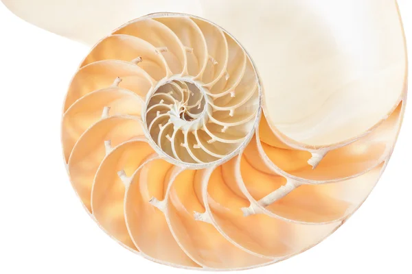 Nautilus shell rész fehér — Stock Fotó