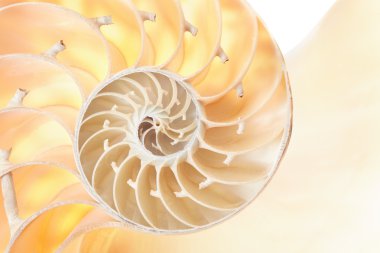 Nautilus kabuğu bölümünde, mükemmel Fibonacci desen arka plan