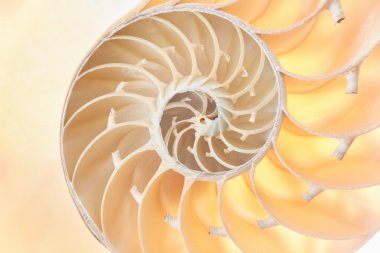 Nautilus kabuk bölüm arka plan