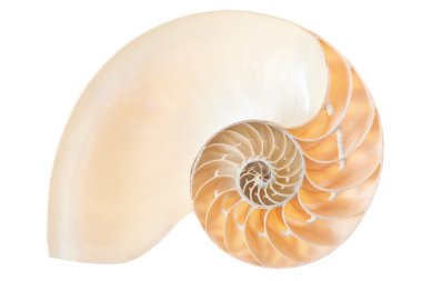 Nautilus kabuğu bölüm üzerinde beyaz izole