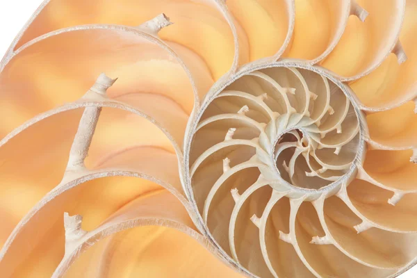 Nautilus coquille section motif fond — Photo