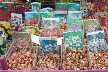 Çiçek soğanı Orticola Milan, İtalya'da Fuar satış