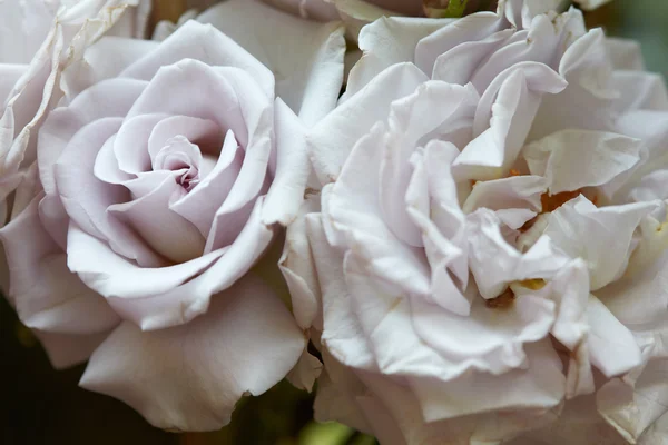 花园里的古白玫瑰微距 — 图库照片