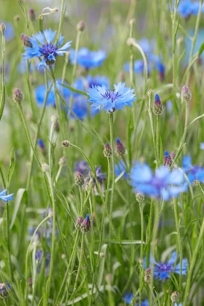 Bleuets, Centaurea cyanus, macro fond — Photo