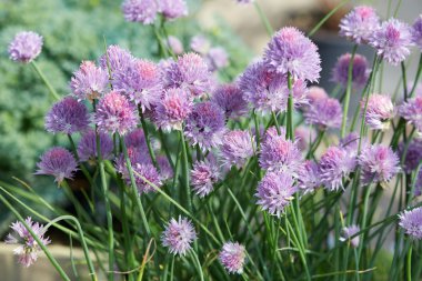 Frenk soğanı, Allium schoenoprasum mor çiçekler ve yapraklar