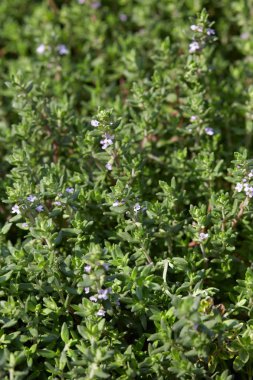 Kekik, Thymus vulgaris yeşil yaprakları arka plan