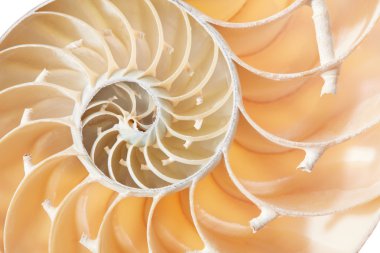 Nautilus kabuğu bölümünde, mükemmel Fibonacci desen arka plan