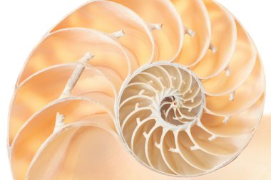 Nautilus kabuğu bölümünde, mükemmel Fibonacci desen arka plan