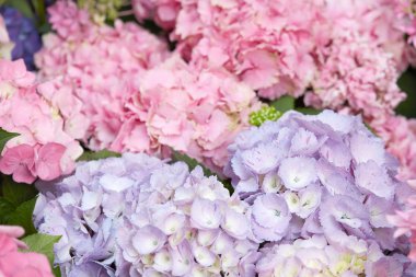 Ortanca çiçek pembe ve mor renkler, Hydrangea macrophylla