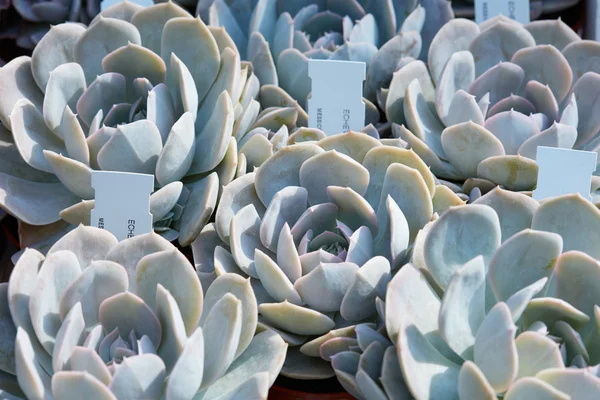 Echeveria, saftiga växter med tag i en plantskola — Stockfoto