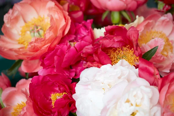 Peony flowers in red, pink and white colors background — Stock Photo, Image