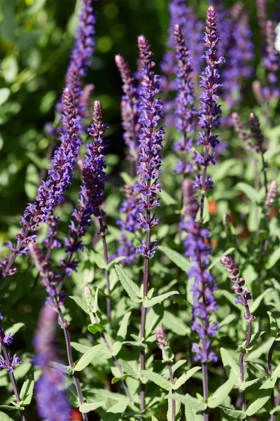 Salvia superba, sálvia plantas com flores roxas — Fotografia de Stock