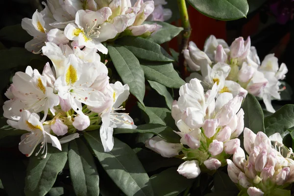 Rhododendron flores brancas fundo à luz do sol — Fotografia de Stock