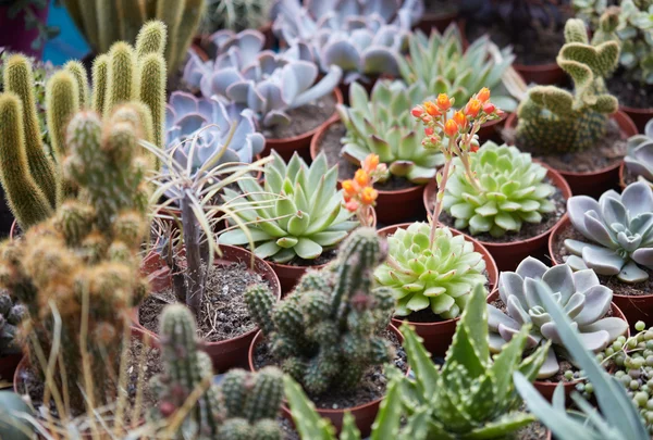 Succulent plants collection in small pots — Stock Photo, Image