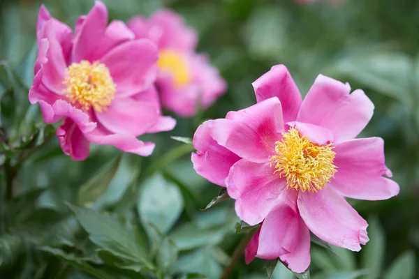 Ροζ παιωνία λουλούδια με πράσινα φύλλα σε έναν κήπο — Φωτογραφία Αρχείου