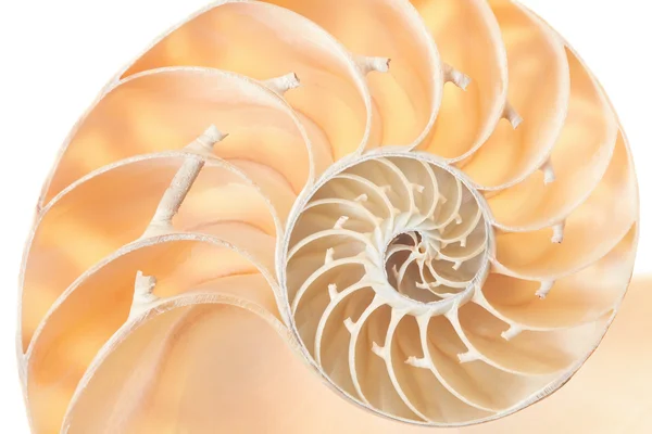 Nautilus section coquille, parfait motif Fibonacci fond — Photo