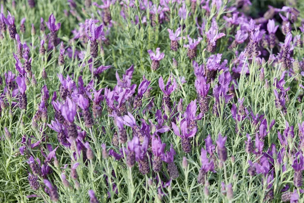 Lavendel, Lavandula stoechas Blumen Hintergrund — Stockfoto