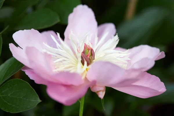 Flor de peonía rosa macro con hojas verdes —  Fotos de Stock