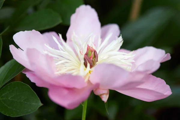 Pembe şakayık çiçeği makro yeşil yaprakları ile — Stok fotoğraf