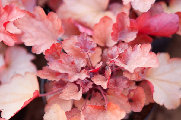 Alumroot, Heuchera med röda löv bakgrund — Stockfoto