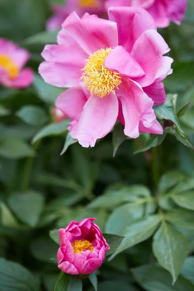 Розовые пионы с зелеными листьями в саду — стоковое фото