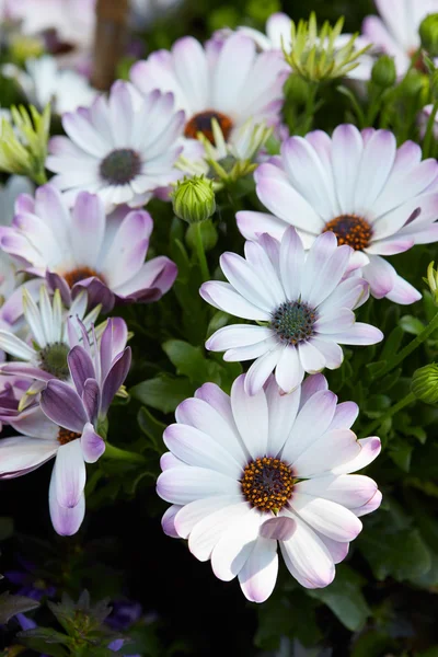 Dimorphotheca, fehér és lila virágok — Stock Fotó